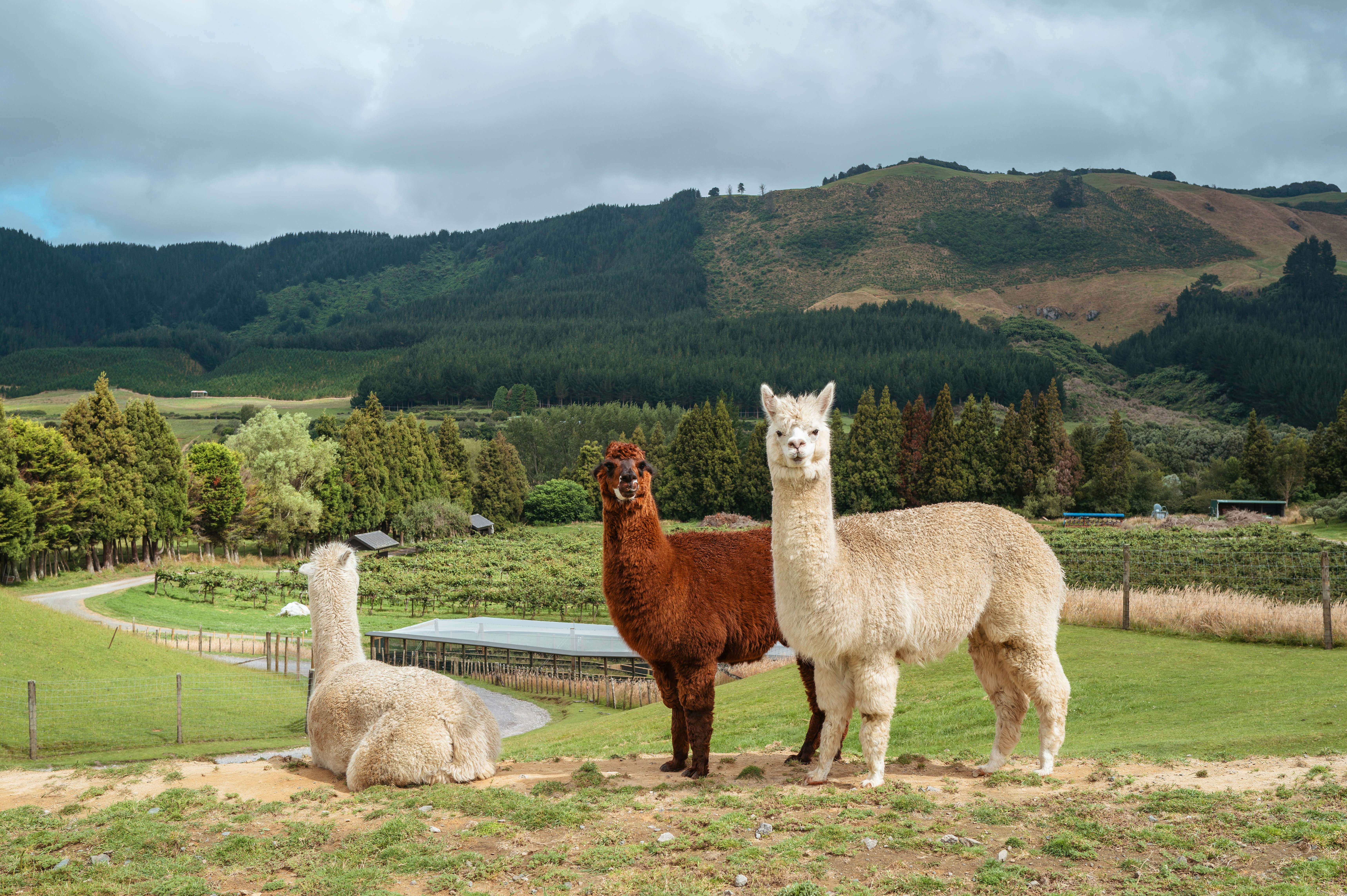 Alpaca